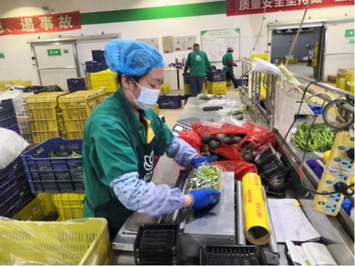 苗菜當家顯身手 春季采后管理助力都市農(nóng)業(yè)與旅游新體驗